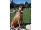 Adopt Maddie a Brown/Chocolate American Staffordshire Terrier / Mixed dog in