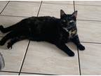 Adopt Mickey a Black (Mostly) Bombay / Mixed (short coat) cat in North Miami