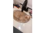 Adopt Freddy a Orange or Red American Shorthair / Mixed (medium coat) cat in