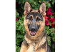 Adopt Ella von Erkner a Black - with Tan, Yellow or Fawn German Shepherd Dog /