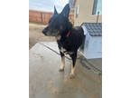 Adopt Scarlett a Black German Shepherd Dog / Mixed dog in Fresno, CA (41234686)