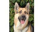 Adopt Ace von Alsdorf a Black - with Tan, Yellow or Fawn German Shepherd Dog /