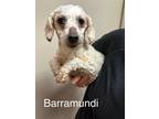 Adopt Barramundi a White Poodle (Toy or Tea Cup) / Mixed dog in Tulsa