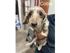Adopt Cobia a Tan/Yellow/Fawn Poodle (Toy or Tea Cup) / Mixed Breed (Medium) /