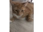 Adopt Keanu a Orange or Red American Shorthair / Mixed (short coat) cat in