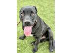 Adopt Dillon a Black American Pit Bull Terrier / Mixed Breed (Medium) / Mixed