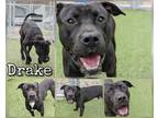 Adopt Drake a Black Labrador Retriever / Mixed Breed (Medium) / Mixed (short