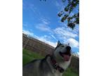 Adopt Freyja a Black - with White Husky / Mixed dog in Victoria, TX (40996640)