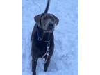 Adopt Parker a Gray/Blue/Silver/Salt & Pepper Labrador Retriever / Mixed dog in