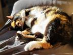 Adopt Motley a Calico or Dilute Calico Domestic Shorthair / Mixed (short coat)