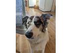 Adopt Blue a Gray/Blue/Silver/Salt & Pepper Border Collie / Mixed dog in Danby