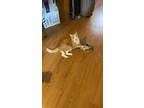 Adopt Bennie a Orange or Red Tabby Domestic Shorthair / Mixed (short coat) cat