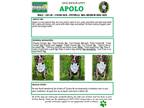 Adopt APOLO a Black - with White American Pit Bull Terrier / Mixed dog in