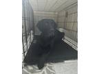 Adopt Max a Black Labrador Retriever / Poodle (Standard) / Mixed dog in Tampa