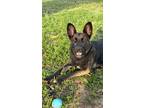 Adopt Luna a Black German Shepherd Dog / Mutt / Mixed dog in San Antonio