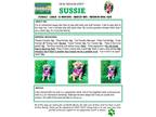 Adopt Sussie a Black - with Tan, Yellow or Fawn Lancashire Heeler / Mixed dog in