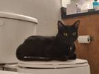 Adopt schrodinger a Black (Mostly) Bombay / Mixed (short coat) cat in Orlando