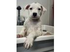 Adopt Love a White Mixed Breed (Medium) / Mixed dog in Hamilton, ON (41234717)