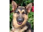 Adopt Harper von Erkner a Black - with Tan, Yellow or Fawn German Shepherd Dog /