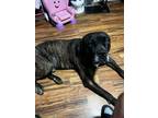 Adopt Max a Brindle Cane Corso / Mixed dog in Dayton, OH (41234714)