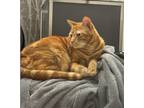 Adopt Mushu a Orange or Red Tabby / Mixed (medium coat) cat in San Francisco