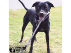 Adopt ZAYA a Black Labrador Retriever / Mixed dog in Tucson, AZ (40736807)