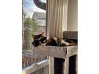 Adopt Cookie a Calico or Dilute Calico Calico / Mixed (short coat) cat in