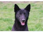 Adopt Radar a Black Schipperke / Mutt / Mixed dog in Raleigh, NC (41234434)