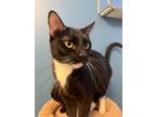 Adopt Socks a Black & White or Tuxedo Tabby / Mixed (short coat) cat in Tucson