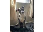 Adopt ICE Thomas a Gray/Blue/Silver/Salt & Pepper Terrier (Unknown Type