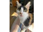 Adopt Mother Goose - In Foster a Orange or Red Domestic Shorthair / Domestic