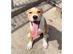 Adopt Decker a Mixed Breed (Medium) / Mixed dog in Walden, NY (41114710)