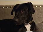 Adopt Levi a Black - with White American Staffordshire Terrier / Doberman