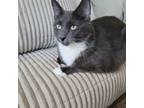 Adopt Loca a Gray or Blue (Mostly) Ragdoll / Mixed (medium coat) cat in