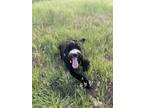 Adopt Watson a Black - with White Bernedoodle / Mixed dog in Riverton