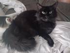 Adopt Pumpernickel a All Black Domestic Mediumhair / Mixed (medium coat) cat in