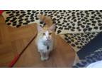 Adopt Pancetta a Orange or Red (Mostly) American Shorthair / Mixed (short coat)
