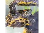Adopt Shine a Turtle - Water reptile, amphibian, and/or fish in Golden