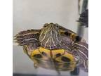 Adopt Shimmer a Turtle - Water reptile, amphibian, and/or fish in Golden