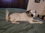 Adopt Rocket a White - with Black American Staffordshire Terrier / Mixed dog in