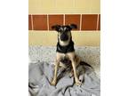 Adopt SANDPIPER a Black Shepherd (Unknown Type) / Terrier (Unknown Type