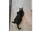 Adopt Wilson a All Black Domestic Shorthair / Mixed (short coat) cat in