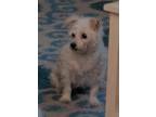 Adopt Emmy a White - with Tan, Yellow or Fawn Terrier (Unknown Type