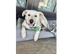 Adopt Bowie a White - with Tan, Yellow or Fawn Labrador Retriever / Great