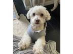 Adopt Lionel a White Poodle (Miniature) / Mixed dog in Riverside, CA (40990983)