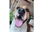 Adopt Mikey (Michael Angelo) a Tan/Yellow/Fawn - with White Boxer / Mixed dog in