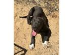 Adopt Lip a White American Pit Bull Terrier / American Staffordshire Terrier /