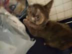 Adopt Gizmo a Tortoiseshell Domestic Shorthair / Mixed (short coat) cat in