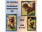Adopt Mr. Britches a White Dachshund / Pomeranian / Mixed dog in Caldwell