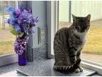 Adopt Tia AKA TT a Gray or Blue Domestic Shorthair / Mixed (short coat) cat in